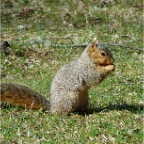 squirrel2.JPG