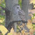 owl.JPG